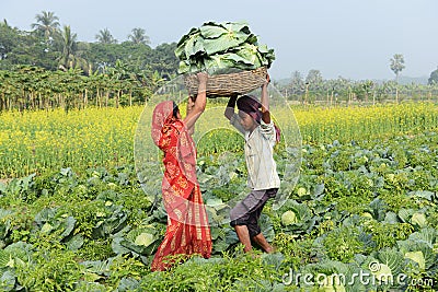 Indian Agriculture Editorial Stock Photo